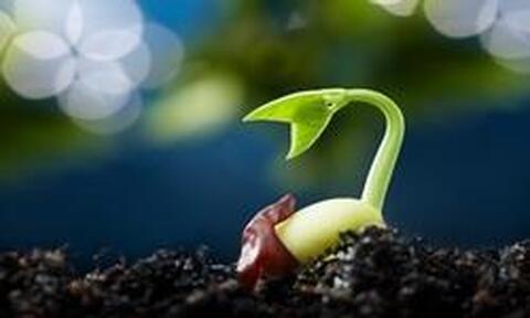 Growing Seed.jpg