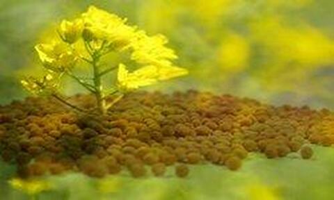 mustard seed.jpg